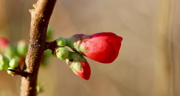 木瓜影视画质清晰度对比图，不同分辨率画面效果展示，专业评测风格